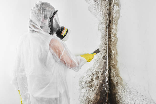 Crawl Space Mold Removal in Torrance, CA