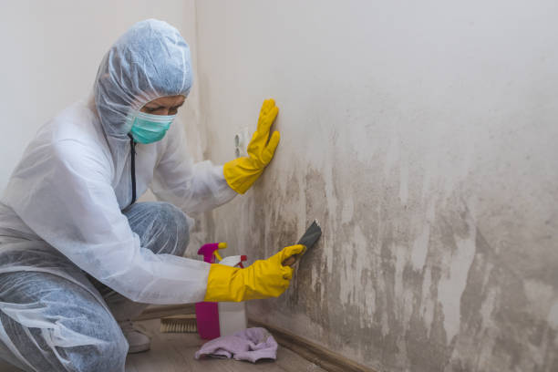 Best Mold Damage Repair  in Torrance, CA