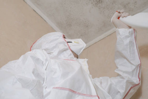 Best Commercial Mold Removal  in Torrance, CA