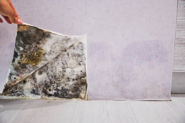 Best Mold Testing  in Torrance, CA
